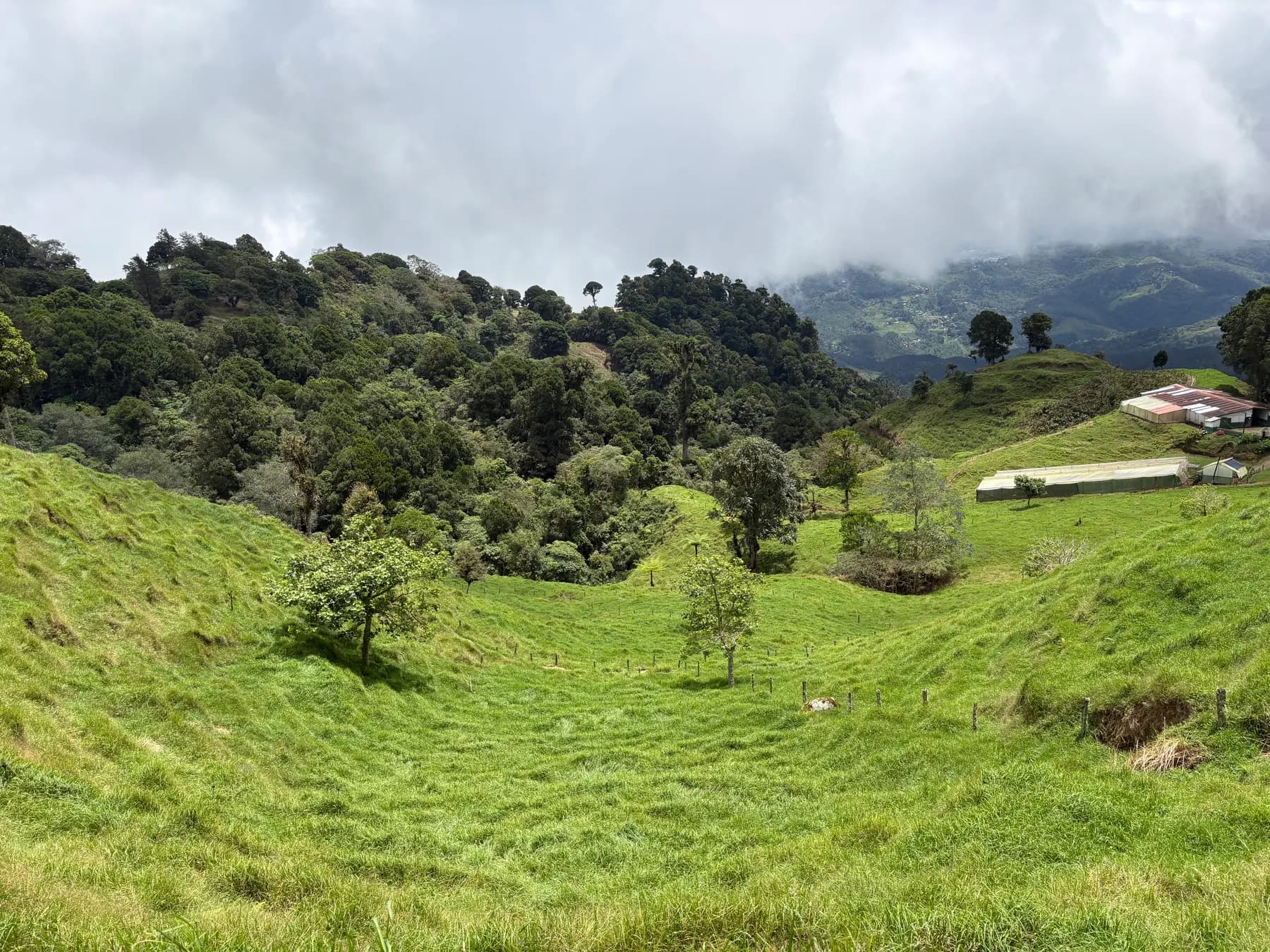 Alpine meadow with wildflowers and distant summits