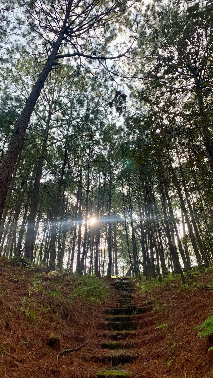 Sunbeams through a misty forest
